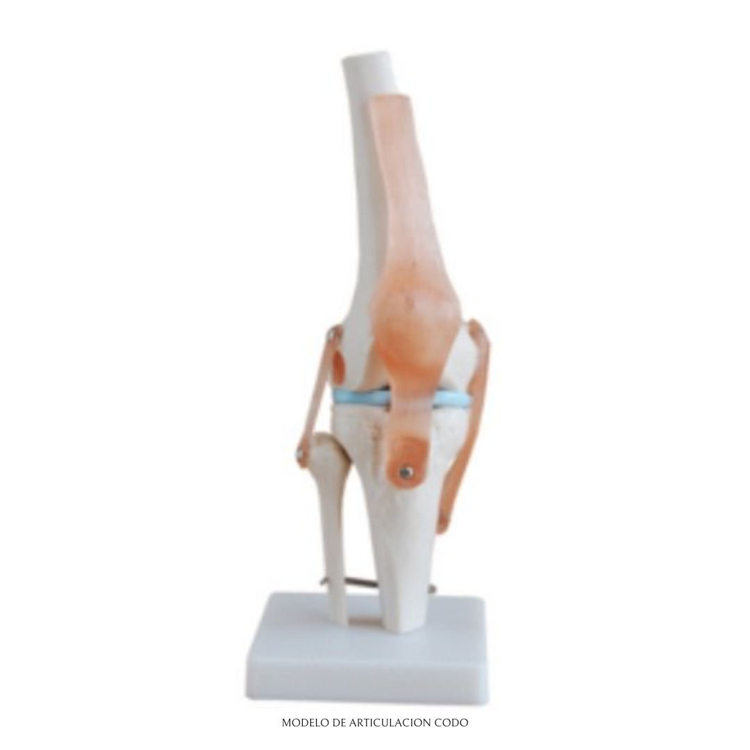MODELO ANATÓMICO DE ARTICULACIÓN DE LA RODILLA – MODELO EDUCATIVO