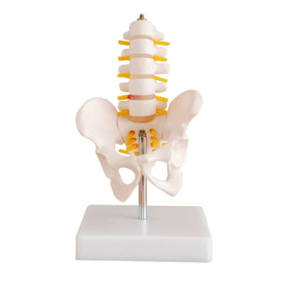 MODELO ANATÓMICO DE MINI PELVIS CON 5 VÉRTEBRAS LUMBARES