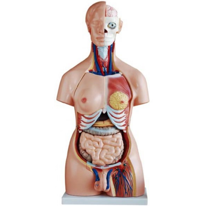 MODELO ANATÓMICO TORSO HUMANO 85 CM – 40 PARTES