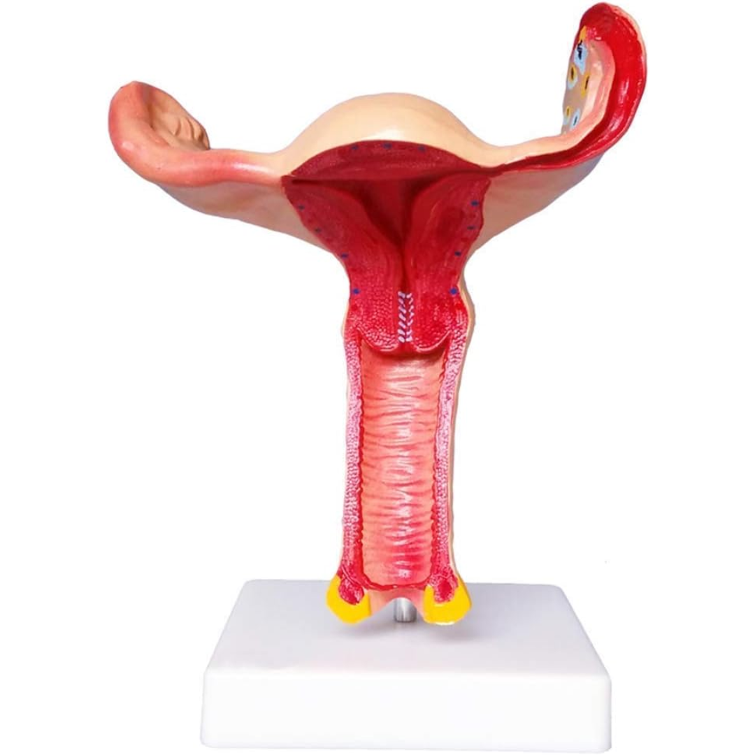 Modelo Anatómico de Útero y Ovarios | Sistema Reproductor Femenino para Enseñanza de Ginecología y Obstetricia