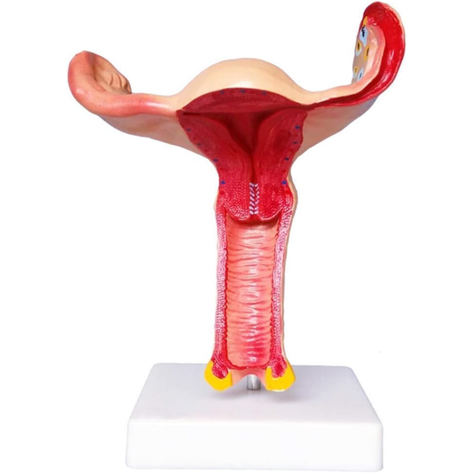 Modelo Anatómico de Útero y Ovarios | Sistema Reproductor Femenino para Enseñanza de Ginecología y Obstetricia
