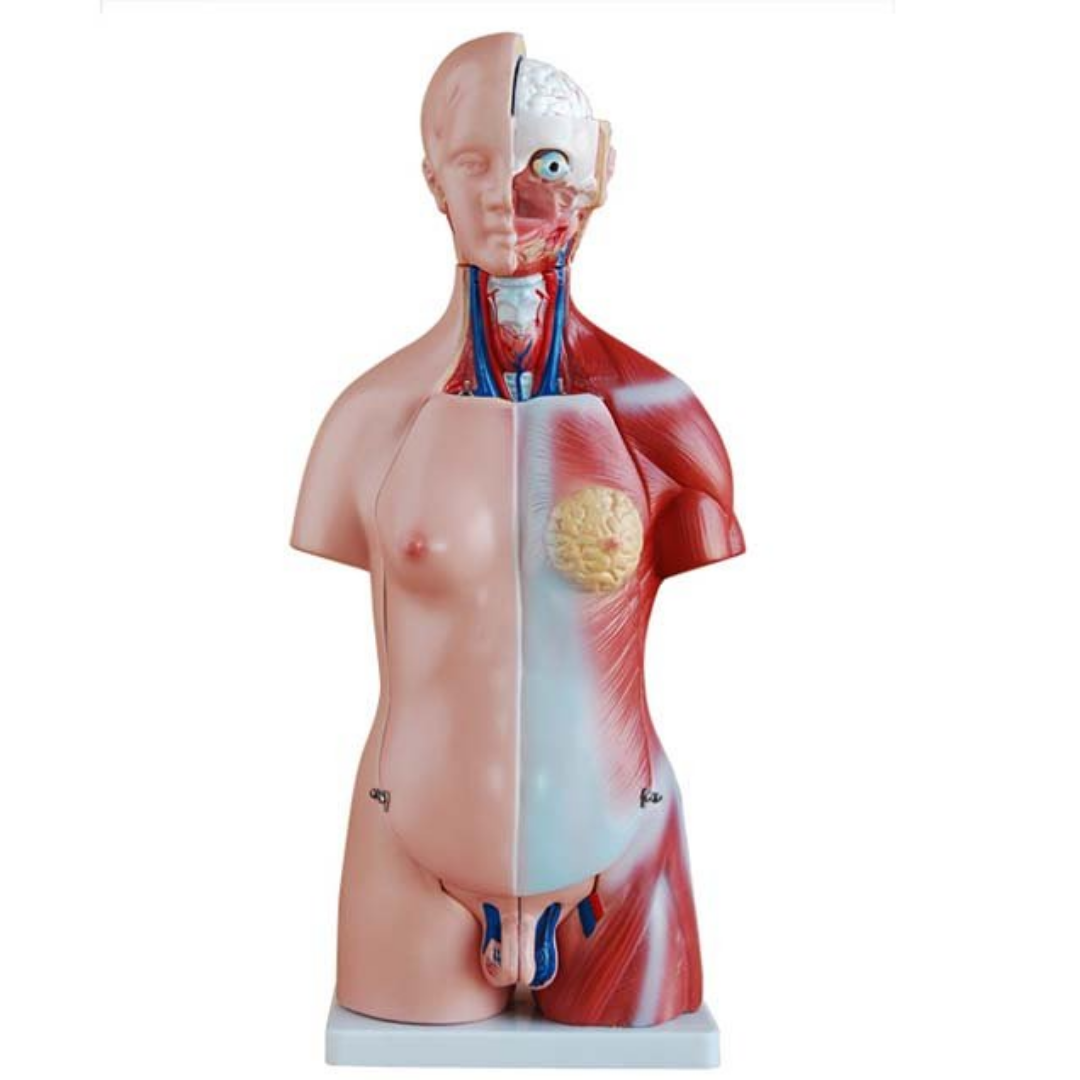 Modelo Torso Humano 45 cm