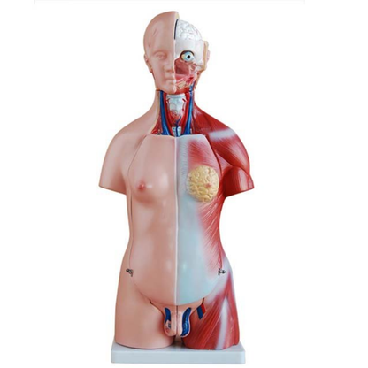 Modelo Torso Humano 45 cm