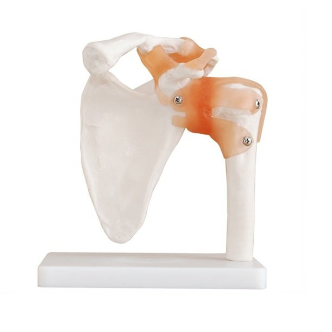 MODELO ANATÓMICO DE ARTICULACIÓN DEL HOMBRO – MODELO EDUCATIVO