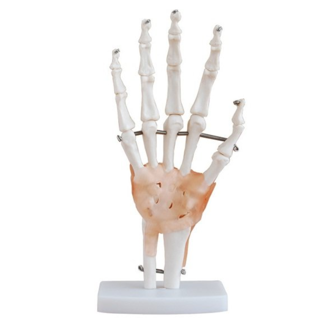 MODELO ANATÓMICO DE MANO HUMANA CON LIGAMENTOS – MODELO EDUCATIVO