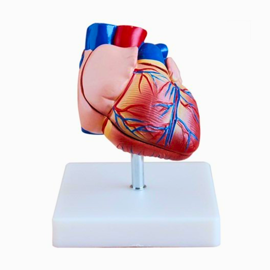 Modelo Anatómico del Corazón Humano | Corazón Anatómico para Enseñanza de Anatomía, Cardiología y Medicina