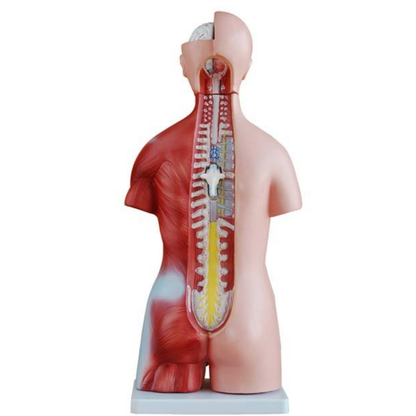 Modelo Torso Humano 45 cm