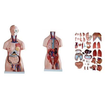 MODELO ANATÓMICO TORSO HUMANO 85 CM – 40 PARTES