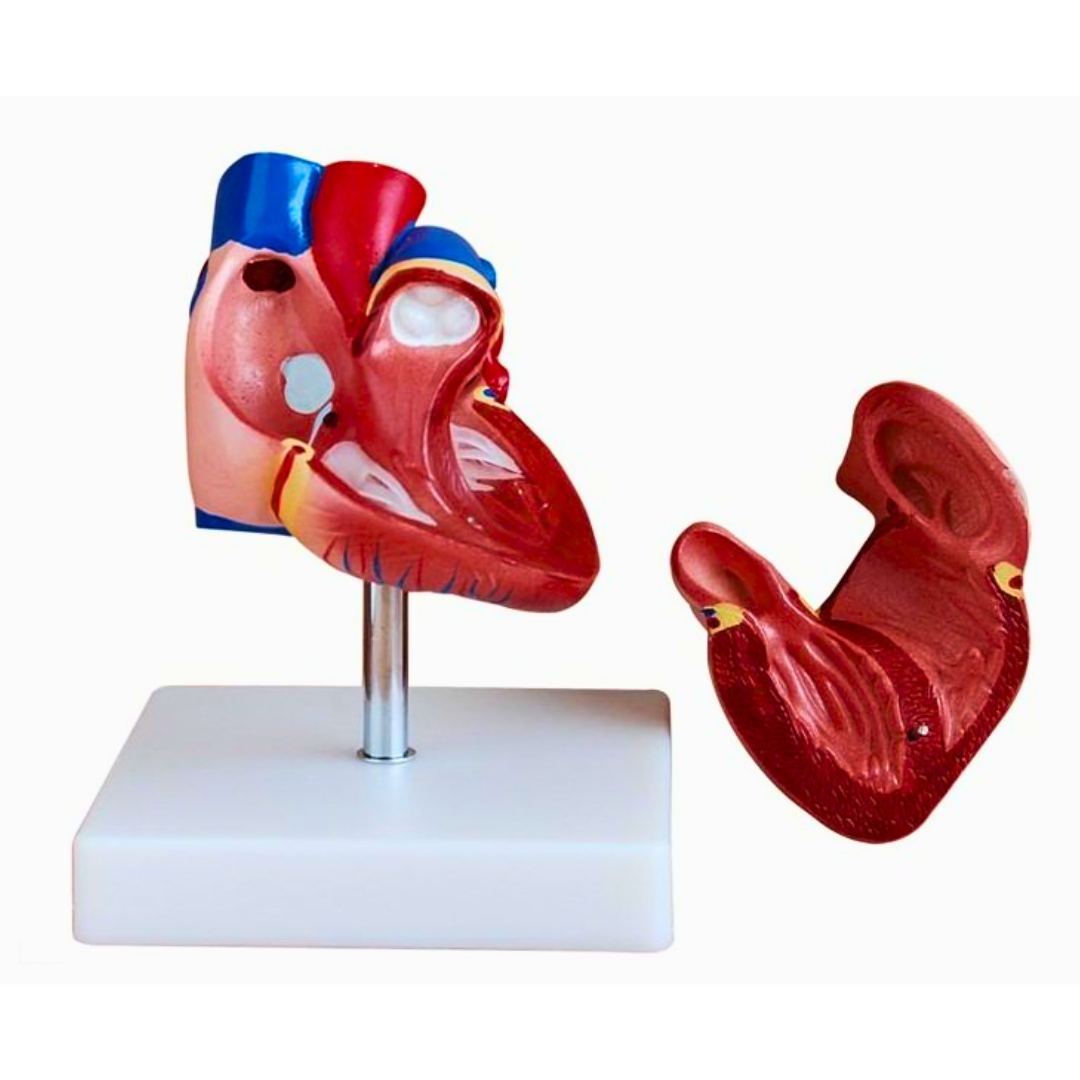 Modelo Anatómico del Corazón Humano | Corazón Anatómico para Enseñanza de Anatomía, Cardiología y Medicina