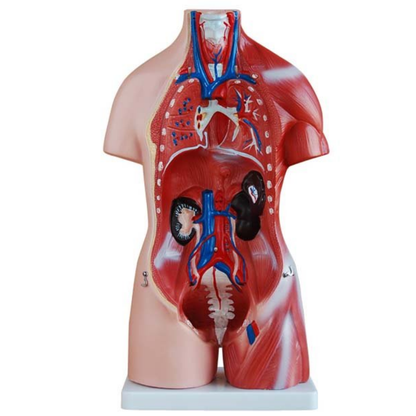 Modelo Torso Humano 45 cm