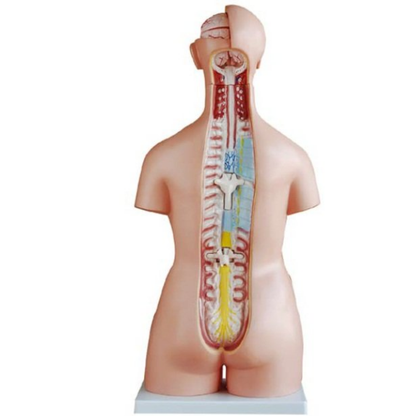 MODELO ANATÓMICO TORSO HUMANO 85 CM – 40 PARTES