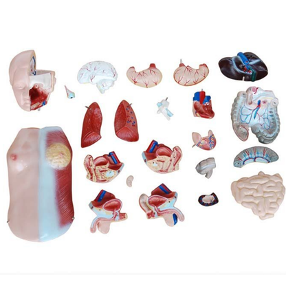 Modelo Torso Humano 45 cm