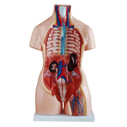 MODELO ANATÓMICO TORSO HUMANO 85 CM – 40 PARTES