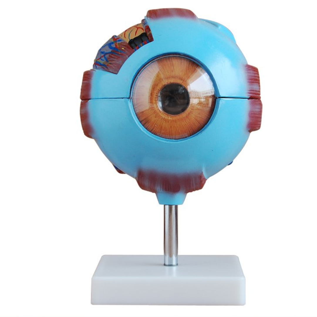 MODELO ANATÓMICO DE OJO HUMANO GIGANTE – GLOBO OCULAR DESMONTABLE