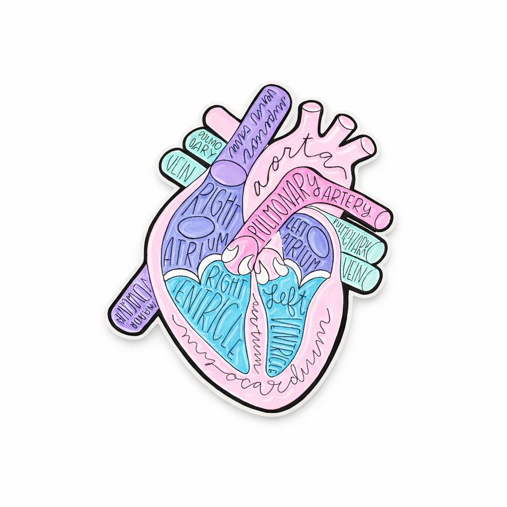 Pin Broche Corazón anatómico ilustrado